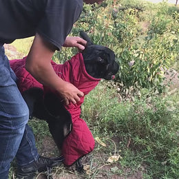 Jaqueta Pet Impermeável e Refletiva para Cães